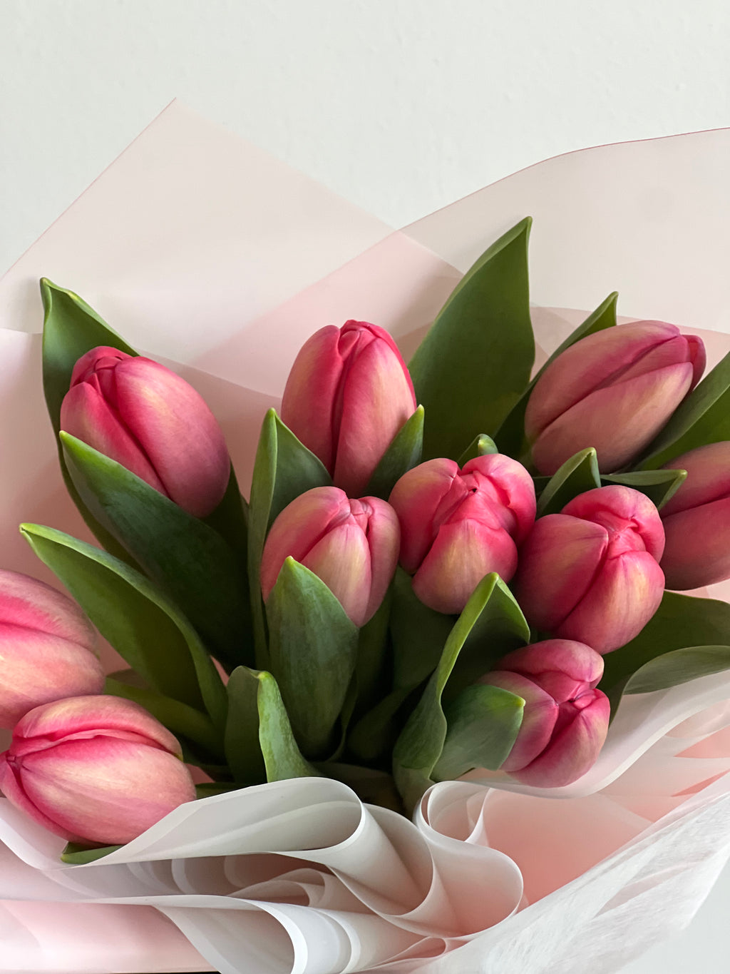 Tulipanes - Un solo color