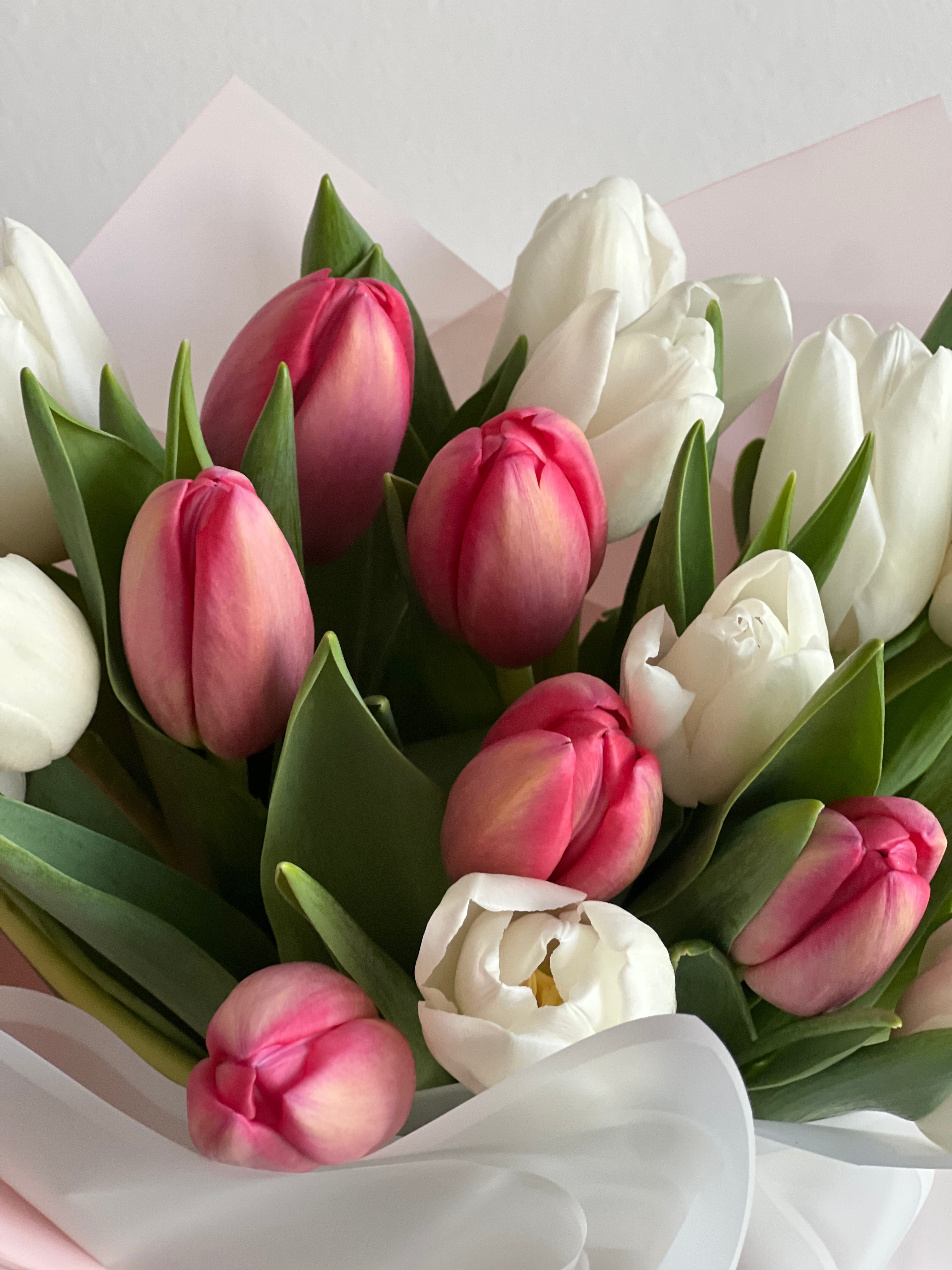 Tulips - Two Colors (Mix & Match)