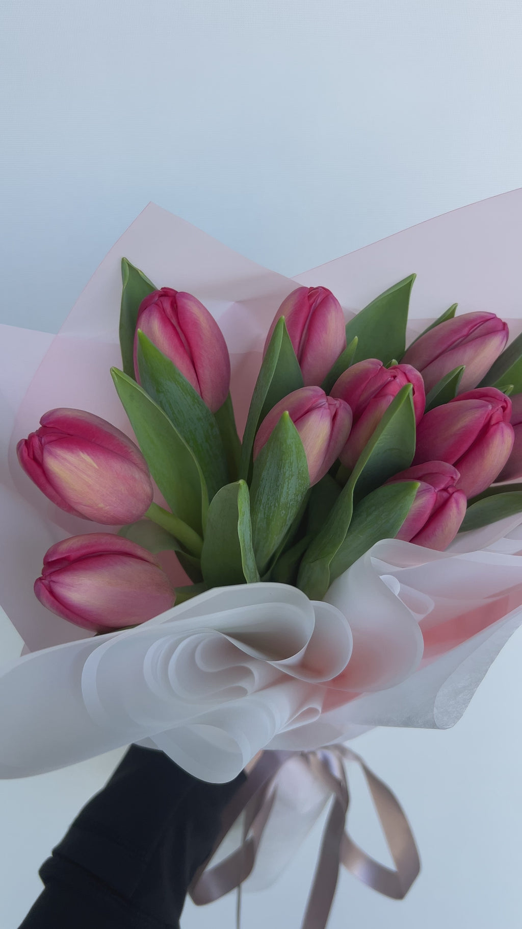 Tulipanes - Un solo color